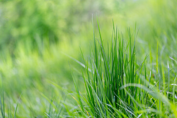 detail of grass in a complete green pasture