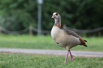 invasive species nile goose walking through the grass in a park 
