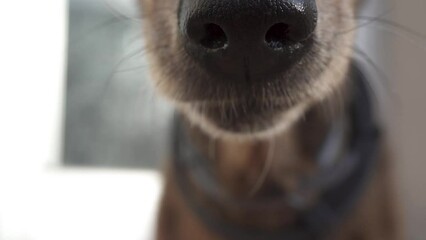 Dog snout. Dog licking its snout with its tongue in slow motion. Close up