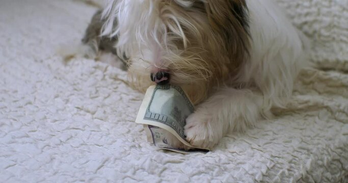 Pet dog chews one hundred dollar bill. Cute dog funny gnaws dollar while lying in a white chair. The dog plays pranks until the owner sees. The concept of money down the drain.