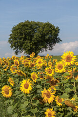 Sunflowers field in the Eifel at Blankenheim, North Rhine-Westphalia, Germany