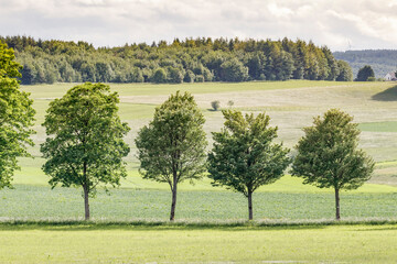 Landscape with trees at Alendorf in the Eifel, North Rhine-Westphalia, Germany