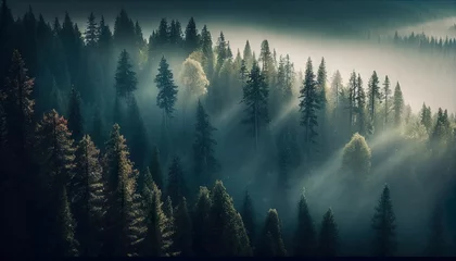 Papier Peint photo autocollant Forêt dans le brouillard foggy forest landscape view from above