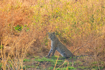 African leopard (Panthera pardus pardus) sitting in grass in Serengeti National park, Tanzania