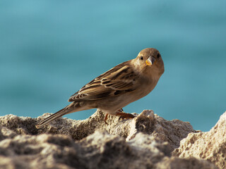 sparrow on a rock