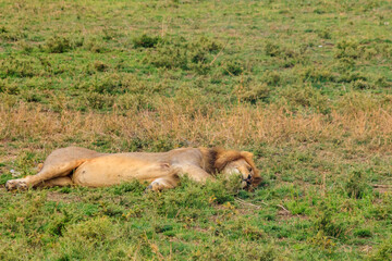 Lion (Panthera leo) sleeping on grass in savannah in Serengeti National Park, Tanzania