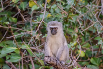 The vervet monkey, or simply vervet, is an Old World monkey of the family Cercopithecidae native to Africa.