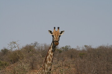 giraffe in kruger park 1