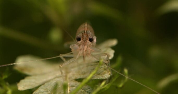 Amano shrimp (Caridina multidentata or Caridina japonica) front view. Close-up.