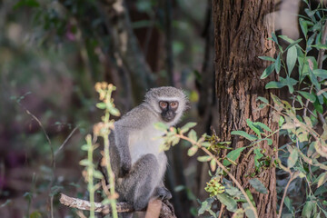 The vervet monkey, or simply vervet, is an Old World monkey of the family Cercopithecidae native to Africa.