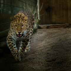 Amur leopard young male