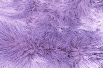 Purple fur texture top view. Purple or lilac sheepskin background. Fur pattern. Texture of lilac shaggy fur. Wool texture. Sheep fur close up