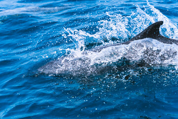 Fototapeta premium Dolphin fin sticking out of the sea water