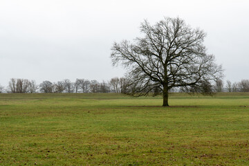 Baumgruppe in der Marsch in der Elbtalaue, Brandenburg