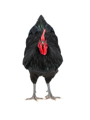 black rooster australorp (Gallus gallus)  isolated on a white background