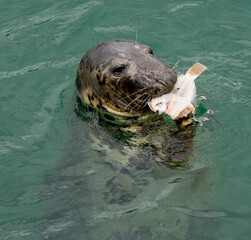 Obraz premium Grey Seal Halichoerus grypus eating a fish close up.