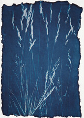 Cyanotype - Grass Gone To Seed 