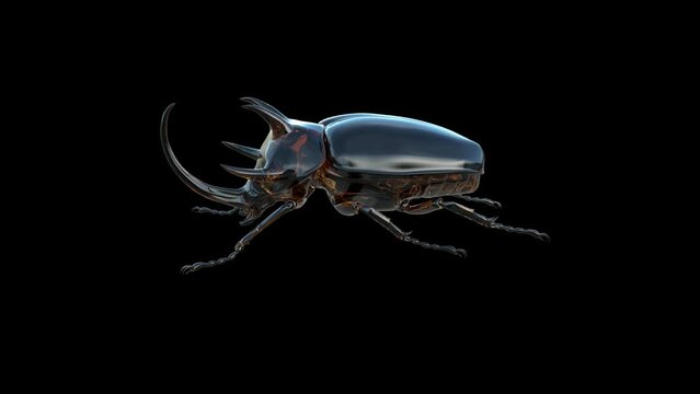 Eupatorus Gracilicornis Insect Transparent Alpha Video