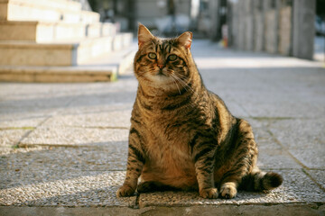 a very fat cat is sitting on the sidewalk