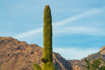 Towering saguaro cactus in hills of arizona with mountain background in nature with blue and white...