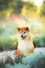 portrait of Beautiful and happy red Shiba inu dog sitting in the park at golden sunset in summer. Cute japanese shiba inu dog is sitting outside