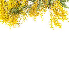 Mimosa flowers frame, border with copy space on white background. Mother's Day, 8 March or Women's day concept. Top view.