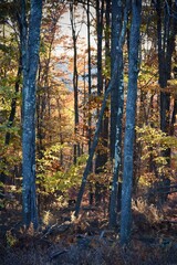 Peaceful fall afternoon in the Pennsylvania woods. 