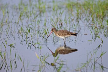 Black-tailed Godwit, Limosa limosa, Wading Black-tailed Godwit (Limosa limosa) Resting and Foraging in shallow Water