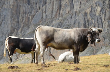 Mandria mucche di montagna al pascolo