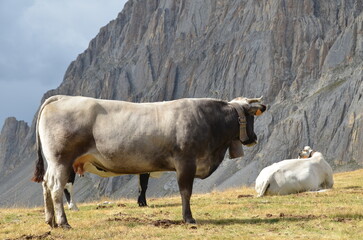 Mandria mucche di montagna al pascolo