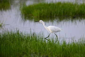 Little Egret (Egretta garzetta) walking around in the shallow pond water, chasing fish during a warm afternoon in the wetland. Water bird wildlife photography, birdwatching travel destination.