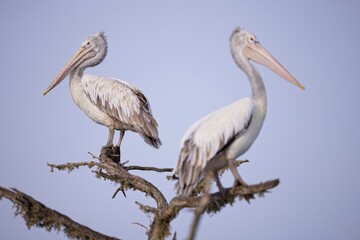 Spot-billed Pelican, Pelecanus philippensis, pelikan skvrnozobý, It is a bird of large inland and coastal waters, especially large lakes.