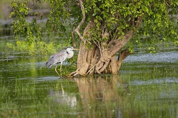 Grey Heron, Ardea cinerea, in the water, blurred grass in background, on the tree