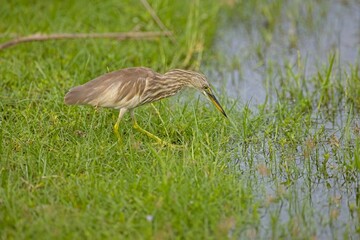 The Indian pond heron or paddybird (Ardeola grayii), Volavka Hnědohřbetá, Sri Lanka