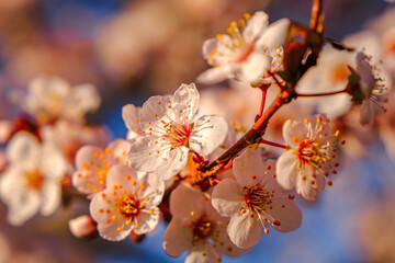 Close up of pink spring tree blossom.