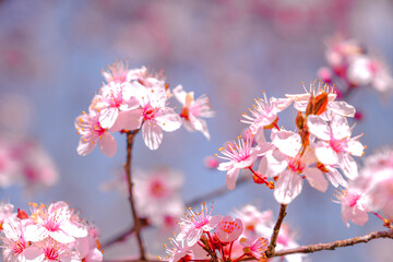 Close up of pink spring tree blossom.