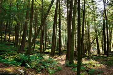 Obraz premium Sunlight through the trees