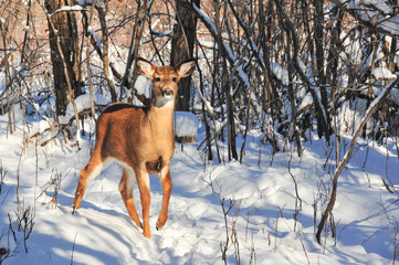 White tail deer walking out of forest area of park on winter snow day