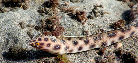 Costa Rica Pacific sea life