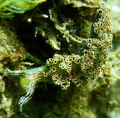 Costa Rica Pacific sea life