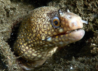 Costa Rica Pacific sea life