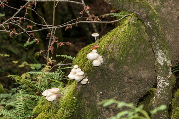 White Mushroom Fungi in Wood Bonnet Fungi in Wood