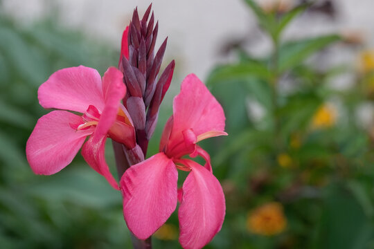 Canna lily or canna generalis bailey pink flower in the garden design.