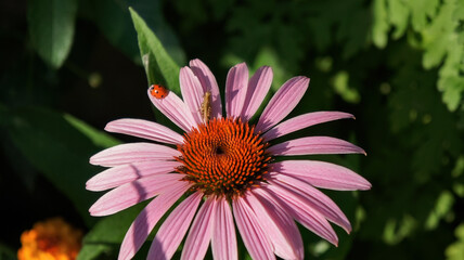 Obraz premium Echinacea purpurea or coneflower pink flower in the garden design.