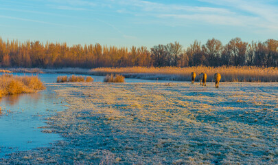 Horses in a grassy frosty white field along a frozen lake in bright sunlight at sunrise below a blue sky in winter, Almere, Flevoland, The Netherlands, February 8, 2023 © Naj