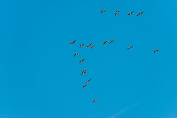Flock of birds flying in a blue sky  in sunlight at sunrise in winter, Almere, Flevoland, The Netherlands, February 8, 2023