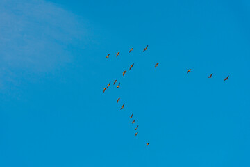 Flock of birds flying in a blue sky  in sunlight at sunrise in winter, Almere, Flevoland, The Netherlands, February 8, 2023