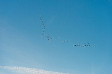 Flock of birds flying in a blue sky  in sunlight at sunrise in winter, Almere, Flevoland, The Netherlands, February 8, 2023