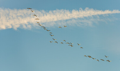 Flock of birds flying in a blue sky  in sunlight at sunrise in winter, Almere, Flevoland, The Netherlands, February 8, 2023