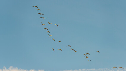 Flock of birds flying in a blue sky  in sunlight at sunrise in winter, Almere, Flevoland, The Netherlands, February 8, 2023
